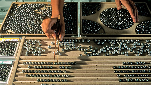 Close-up of hand sorting Tahitian pearls into different sections on a table. Close-up of hand sorting Tahitian pearls into different sections on a table.