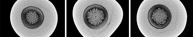 Pearl’s μ-CT images Pearl’s μ-CT images
